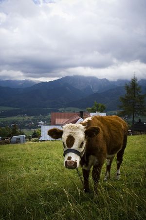 shot of cow on natural meadow in poland zakopaneの写真素材