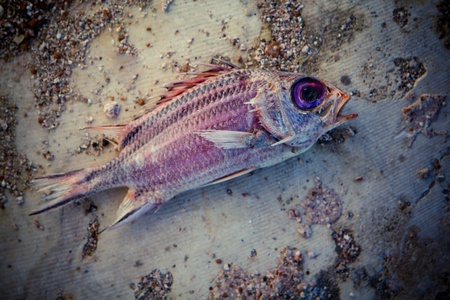 Dried fish laying on arid soilの写真素材
