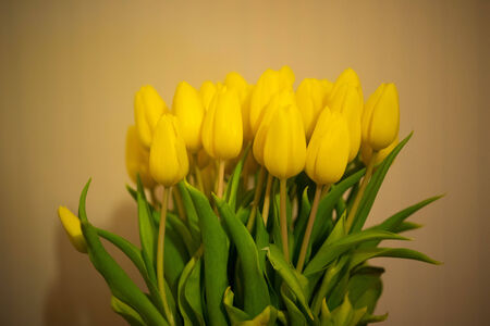Bouquet of colorful yellow tulips symbolic of spring on a neutral background with a vignetteの写真素材