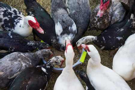 Ducks and geese feeding in a farmyard all gathered around the same feeding bowl eating dried maize mix, close up viewの写真素材
