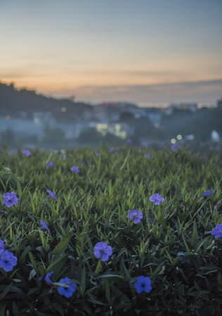Close up of grass with violet flowers against beautiful sunrise and blurred silhouette of city landscape - view from the rooftopの写真素材