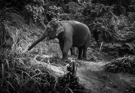 Black and white photo of an elephant eating palm leaves on a hillの写真素材