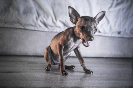 Closeup of cute miniature ginger pinscher puppy ywaning while sitting on the wooden floorの写真素材