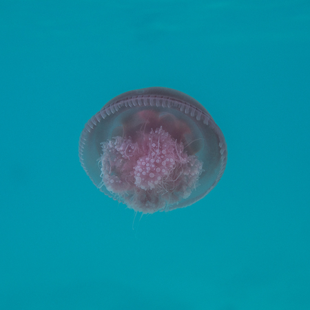 Jellyfish in the turquoise sea, Thailandの写真素材