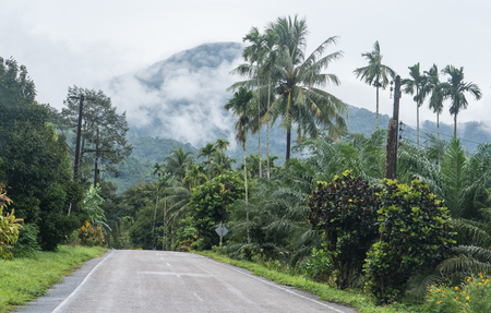 Empty road in jungle, Thailandの写真素材