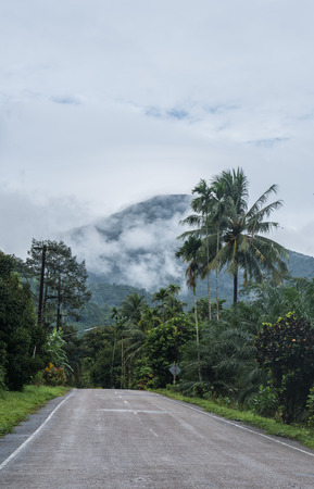 Empty road in jungle, Thailandの写真素材