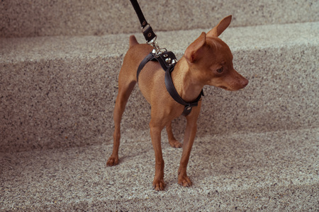 Closeup of cute miniature ginger pinscher puppy in leather fashion straps standing on the stone stairsの写真素材