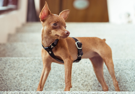 Closeup of cute miniature ginger pinscher puppy in leather fashion straps standing on the stone stairsの写真素材