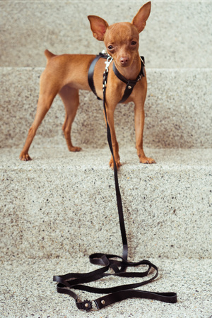 Closeup of cute miniature ginger pinscher puppy in leather fashion straps standing on the stone stairsの写真素材