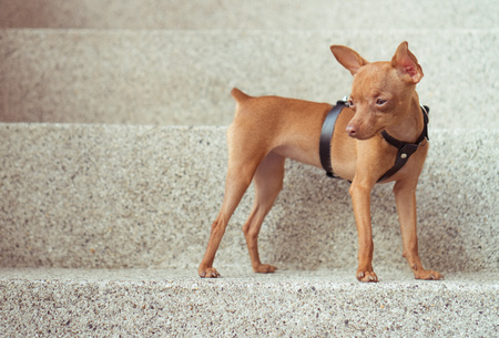 Closeup of cute miniature ginger pinscher puppy in leather fashion straps standing on the stone stairsの写真素材