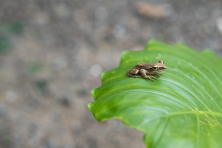 Little snail crawling on a green leaf after the rainの写真素材