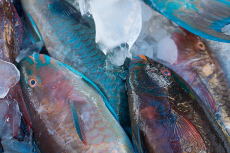 Closeup of turquoise parrot fish preserved on ice at fishmarketの写真素材