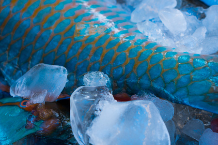 Closeup of turquoise parrot fish tail preserved on ice at fishmarket