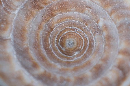 Macro closeup of spiral sea shell textureの写真素材