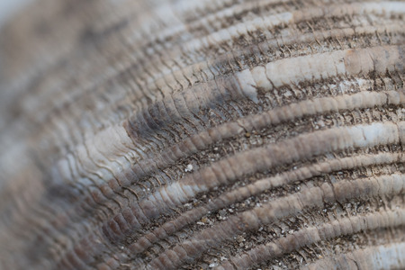 Macro closeup of sea shell texture