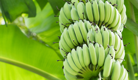 Closeup bottom view of unripe green bananas in the jungleの写真素材