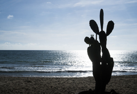 Cactus  in plant pot isolated on the sandy beach over sea and sky backgroundの写真素材