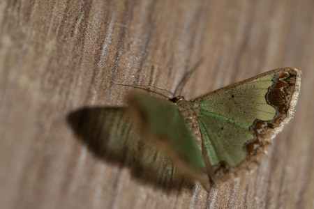 Closeup of beautiful green moth isolated over wooden backgroundの写真素材