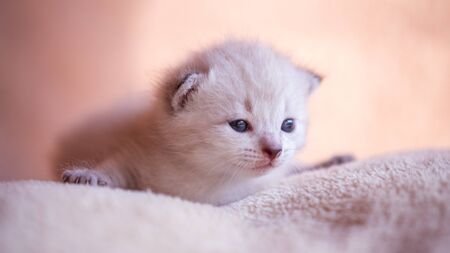 Very small kitten resting on the pillow at homeの写真素材