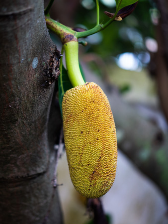Jackfruit tree in the garden