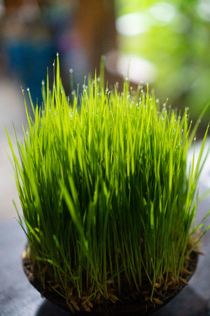 Closeup of green grass on clay pot with spray rain water dropsの写真素材