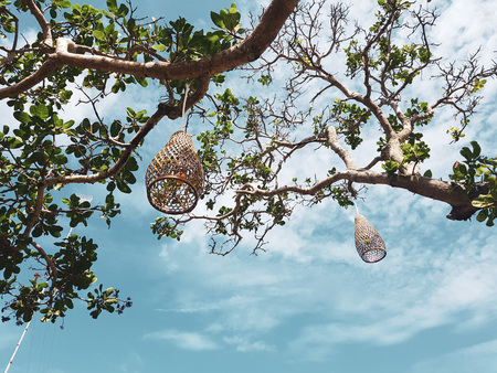 Coops lamps hanging decorations on the tree over blue summer sky backgroundの写真素材