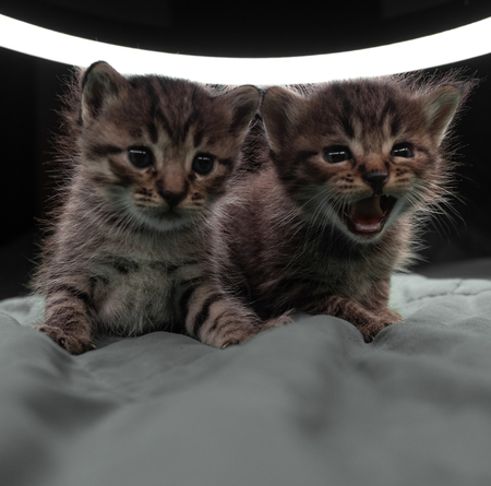 Small adorable kittens on the bed. Cute pets indoors