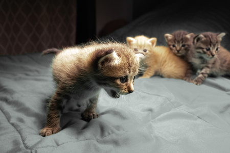 Small adorable kittens on the bed. Cute pets indoorsの写真素材