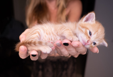 Closeup of woman's hands holding cute ginger baby kittenの写真素材