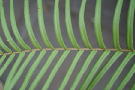 Top view closeup of single green palm leaf over concrete floor
