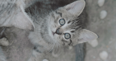 Small adorable kitten with blue eyes playing with mom outdoors - vertical photo