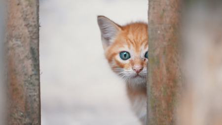 Small adorable kitten with blue eyes looking behind the barsの写真素材