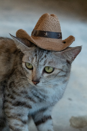 Closeup of funny gray cat with yellow eyes wearing brown cowboy hatの写真素材