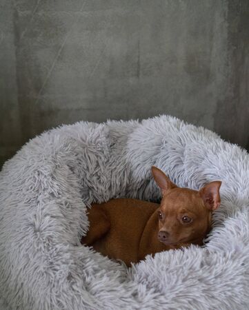 Small cute ginger pinscher relaxing in his fluffy bedの写真素材
