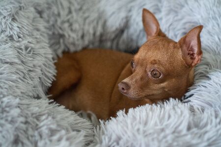 Small cute ginger pinscher relaxing in his fluffy bedの写真素材
