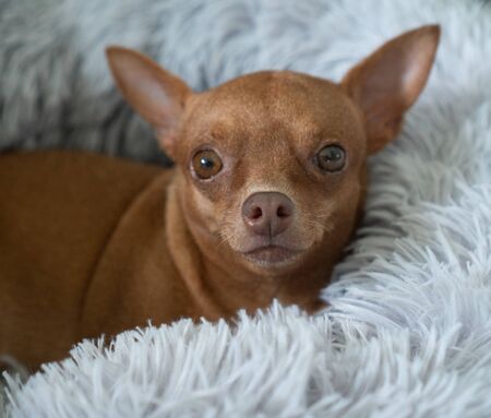 Small cute ginger pinscher relaxing in his fluffy bedの写真素材