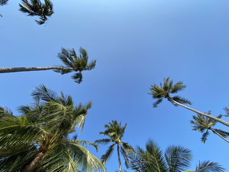 Bottom view of tropical palm trees over clear blue summer sky の写真素材