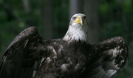 American Eagle