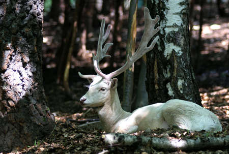 Albino Fallow Deer in forestの写真素材