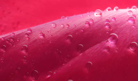 Red Single Tulip