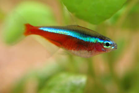 Fish in the aquarium