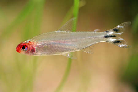 Small fish in the aquariumの写真素材