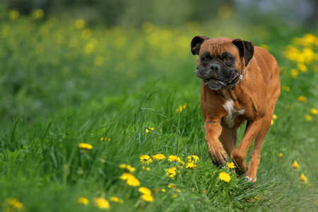 Running dogの写真素材