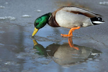 Duck drinking waterの写真素材