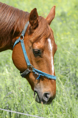 Beautiful horseの写真素材