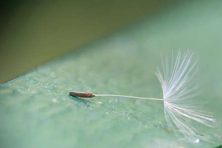 Grai of dandelionの写真素材