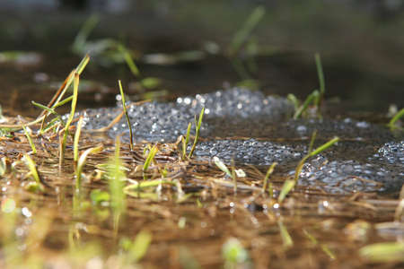 Frogspawn in the riverの写真素材