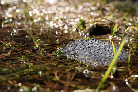 Small frogspawnの写真素材