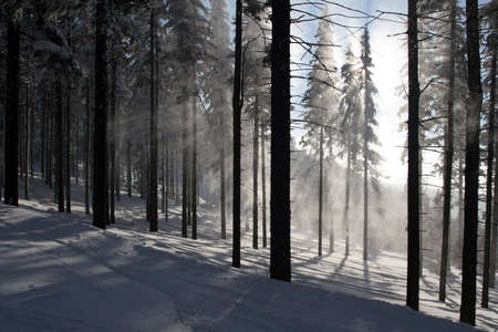 Forest in the big mountainの写真素材