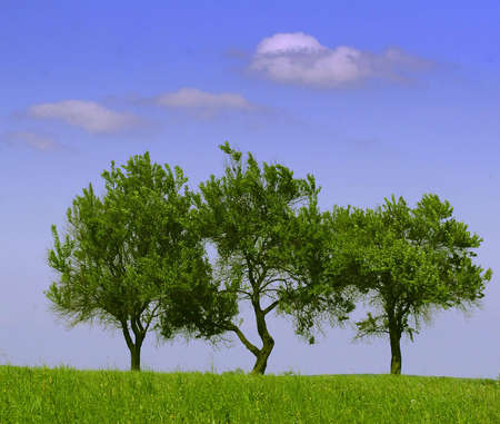 Three green treesの写真素材
